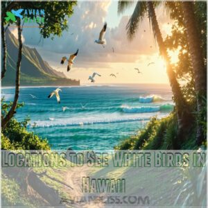 Locations to See White Birds in Hawaii