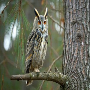 Long-eared Owl