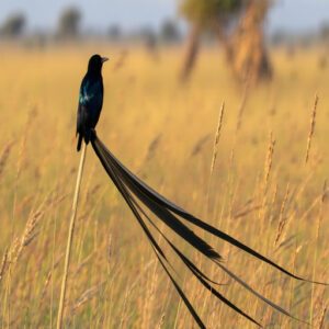 Long-Tailed Widowbird