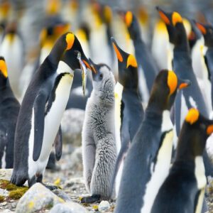 Macaroni Penguin Babies