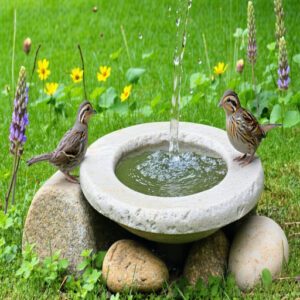 Maintaining Quail Ground Bird Baths