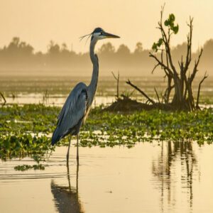 marsh bird with long legs