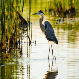 Marsh Birds Overview