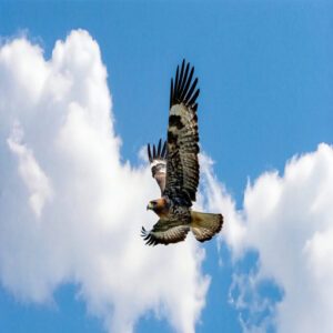 Michigan Birds of Prey Migration Patterns