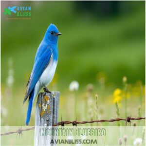 Mountain Bluebird