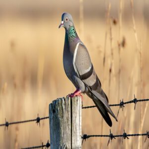 Mourning Dove Characteristics