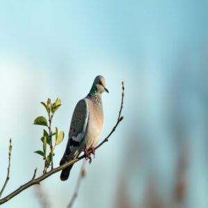 Mourning Dove Conservation Status