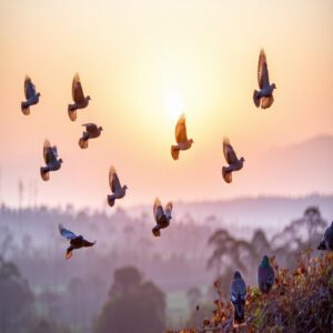 Mourning Dove Migration and Movement