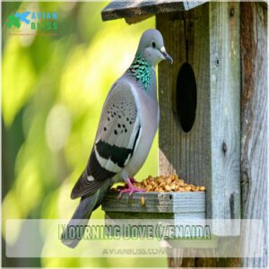 Mourning Dove (Zenaida