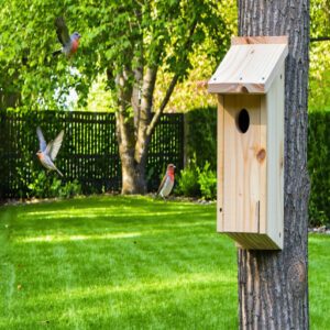 Nest Box Designs and Placement Tips