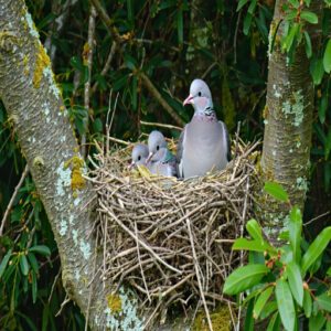 Nest Placement and Construction in Mourning Doves