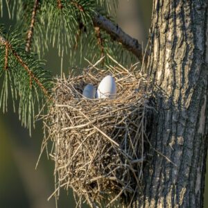 Nesting Sites and Materials