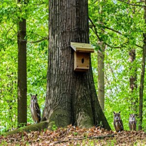 Nesting Sites and Tree Preferences