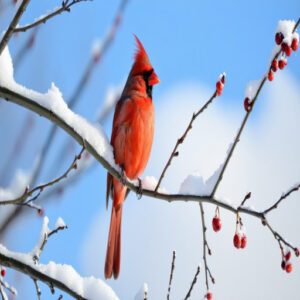 Northern Cardinal Identification