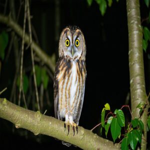 Northern Saw-whet Owl