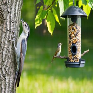 Nuthatches, Wrens, and Kinglets