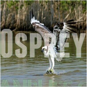 Osprey