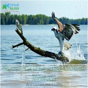 Osprey and Bald Eagle in North Carolina