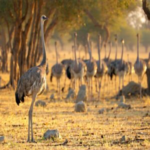 Ostrich Behavior and Ecology