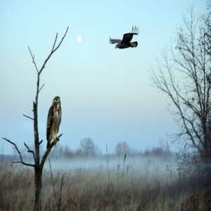 Other Birds of Prey in Pennsylvania