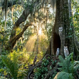 Owl Conservation Efforts in Florida