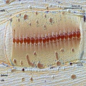 Papilla and Feather Formation