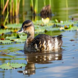 Pied-Billed Grebe Submarine Mode