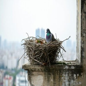 Pigeon Nest Placement