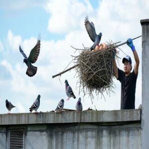 Pigeon Nest Removal