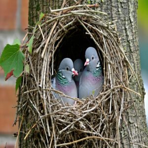 Pigeon Nest Success