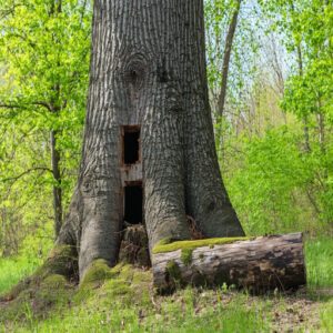 Pileated Woodpecker Habitat and Diet