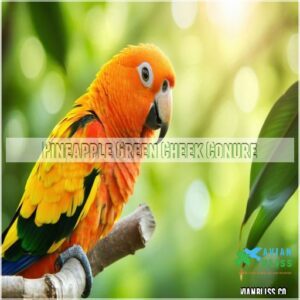 Pineapple Green Cheek Conure