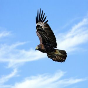 Plumage Patterns and Coloration