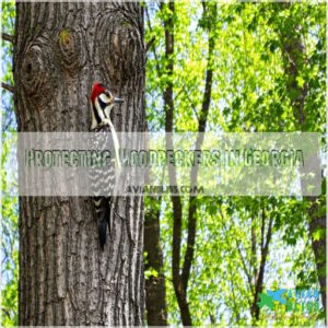 Protecting Woodpeckers in Georgia