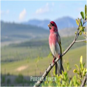 Purple Finch