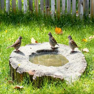 Quail Dust Bath Materials