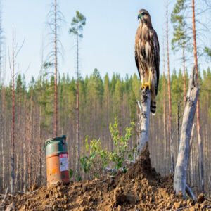 Raptor Conservation in Georgia