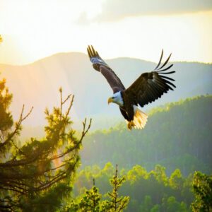 Raptor Conservation in Pennsylvania