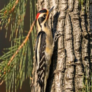 Rare and Endangered Woodpeckers