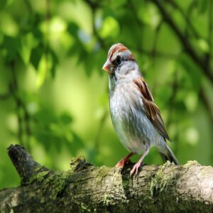 Record-breaking Sparrow Lifespans