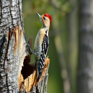 Red-bellied Woodpecker