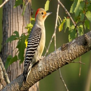 Red-bellied Woodpecker Physical Characteristics