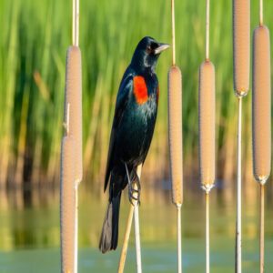 Red-Breasted Blackbirds With Red Chest