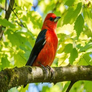 Red-Headed Blackbirds With Red Chest