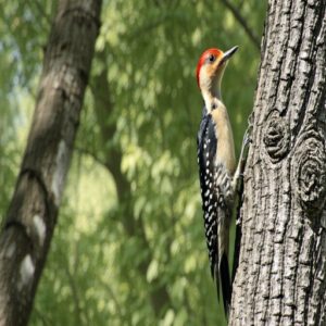 Red-headed Woodpecker