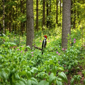 Reducing Pesticide Use