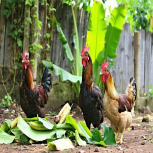 Risks and Benefits of Eating Banana Leaves