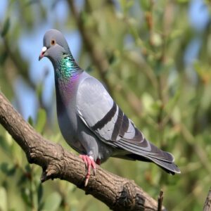 Rock Dove Distinctions