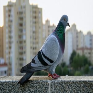 Rock Pigeon Identification