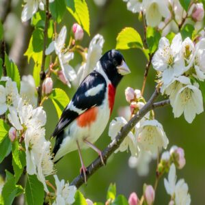 Rose-Breasted Grosbeak